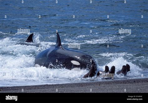 Killer whale ; Orca.Orcinus orca.Hunting South American sea lion pups ...