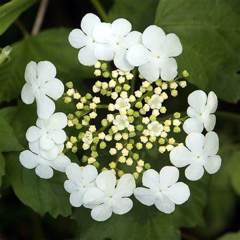 Buy Affordable American Cranberrybush Viburnum bush - Viburnum trilobum - Arbor Day Foundation