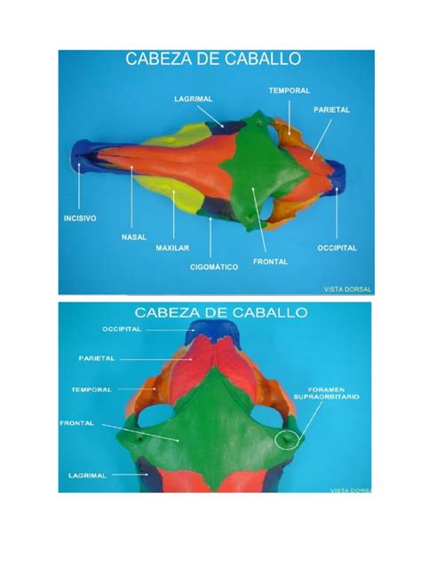 Calavera Caballo | PDF