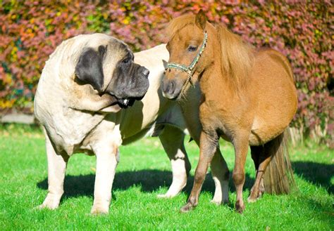 Zorba Dog - The English Mastiff & Worlds Biggest Dog