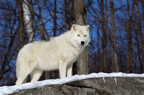 Winter Wolf | Parc Omega, Quebec | Joseph C. Filer Fine Art Photography