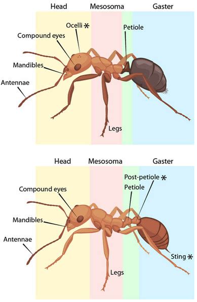 The Biology of Ants - Ant Colony Art Castings