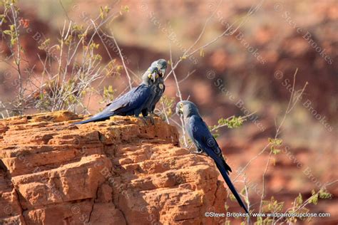 Lear's Macaw Conservation - Wild Parrots Up Close