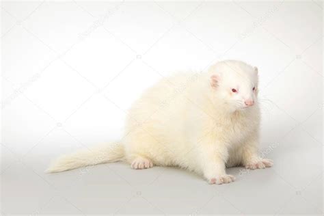 Pet Friend Albino Ferret Male Portrait Studio — Stock Photo © Couperfield #177480096