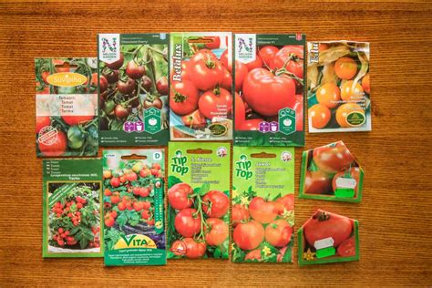 Planting Tomato Seeds: Everything You Need To Know - Tomato Bible