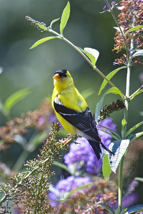 Male American Goldfinch Photograph by Rob Travis - Fine Art America