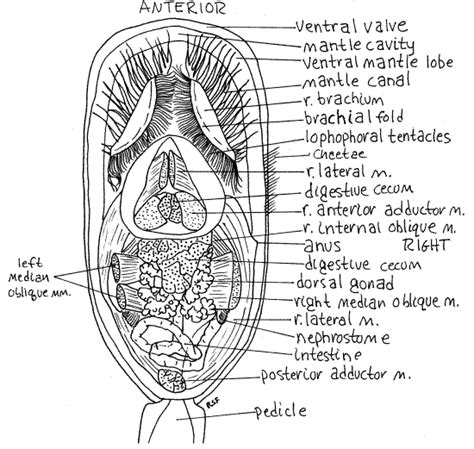 Lingula (brachiopod) - Alchetron, The Free Social Encyclopedia