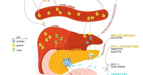 Antidiabetic drugs and their mechanism of action - pdfhouse85