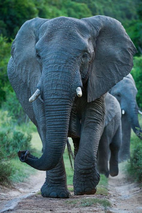 The Matriarch | Elephants photos, Elephant, Animals beautiful