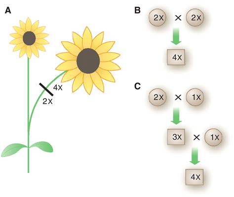 Plant Speciation | Science