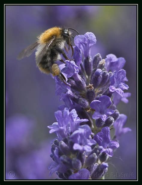 Pin by Heidi Sommer on Purple | Animals, Bee, Insects