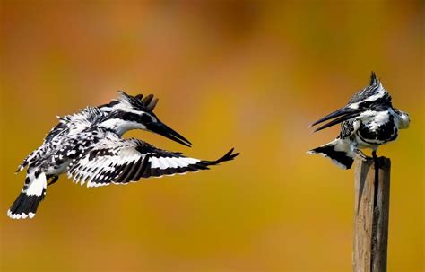 Pied Kingfisher | Smithsonian Photo Contest | Smithsonian Magazine