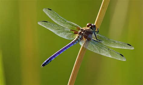 Dragonfly Spirit Animal, Dreams and Symbolism | Your Spirit Animal