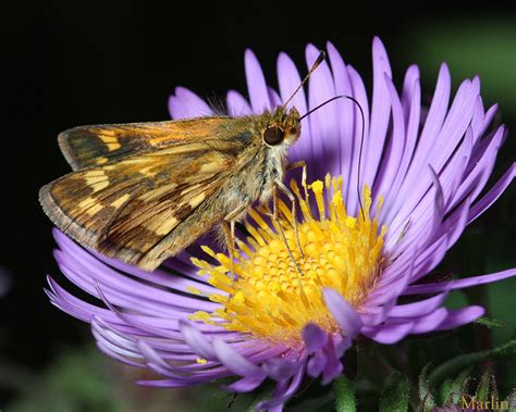 Peck's Skipper Butterfly - Polites peckius - North American Insects & Spiders