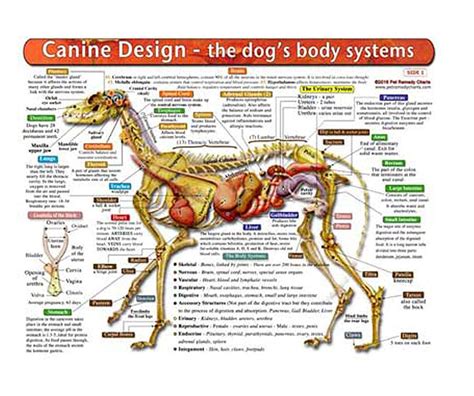 The Dog's Body Systems - A Double-Sided, UV Protected, Laminated Dog ...