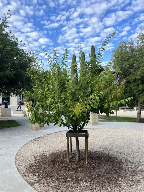 Tree at Stanford grows 40 different fruits