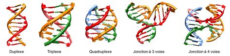 Unlocking the Secrets of Four-Strand DNA | CNRS News