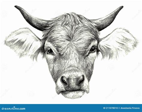 Cow`s Head Isolated On White. Realistic Detailed Pencil Drawing. Stock ...