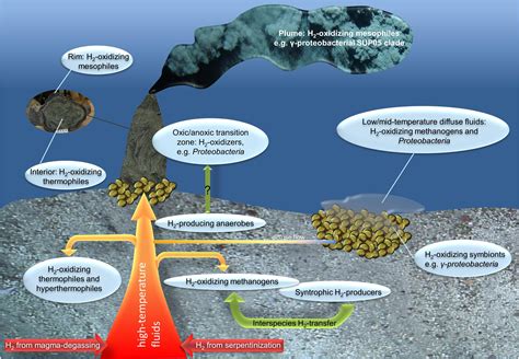 Scientists Discover Deep-Sea Bacteria Have a Metabolism Unlike Anything We've Seen Before ...