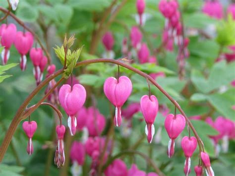 The Bleeding Heart Plant: An Essential Growing Guide - Garden and Happy