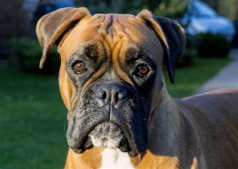 Boxer dog face | Copyright-free photo (by M. Vorel) | LibreShot