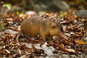 11 Surprising Solenodon Facts - Fact Animal