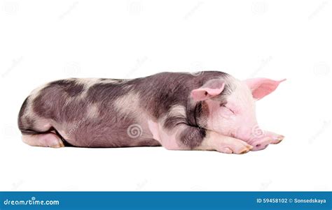 Sleeping piglet stock photo. Image of head, created, adorable - 59458102