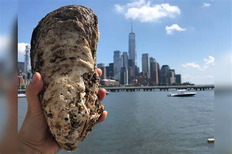 Massive oyster sets new record for New York's Hudson River