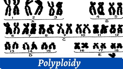 Causes Of Polyploidy Of Chromosomes | Chromosomal Study | Histology - YouTube