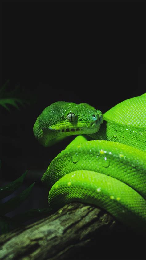 Download green snake wallpaper Bhmpics