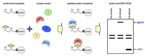 Pull-Down Assay Service - Creative Proteomics