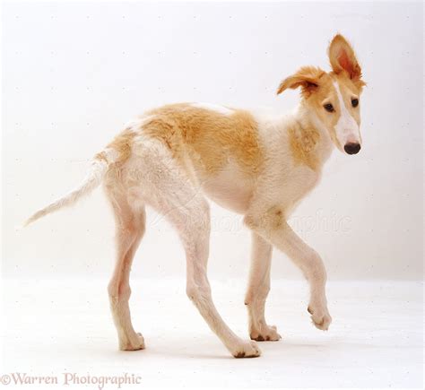 Dog: Borzoi puppy photo WP37482