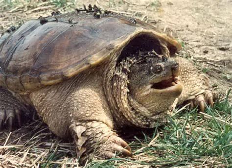 Snapping Turtle Facts | Snapping Turtle Habitat & Diet