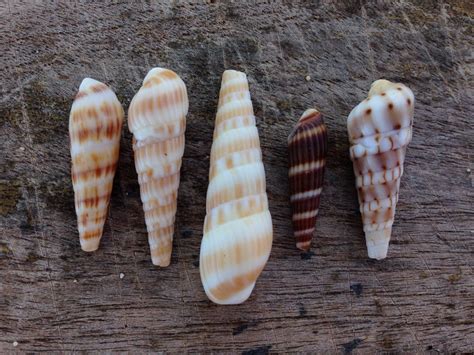 Auger shells lot of 5 surf tumbled