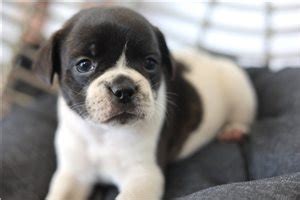 Frug Puppies for Sale from Reputable Dog Breeders