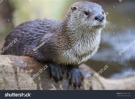 5,283 River otters swimming Images, Stock Photos & Vectors | Shutterstock