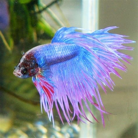 The Shocking Truth About Betta Fish | PETA Kids