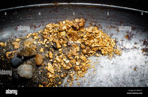 Alluvial Gold, found by the traditional panning method Stock Photo - Alamy