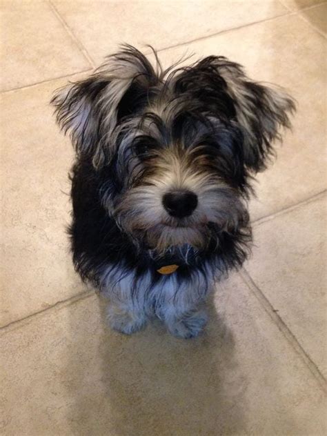 Snorkie (Miniature Schnauzer & Yorkie Mix): Info, Pictures, Characteristics & Facts | Hepper ...