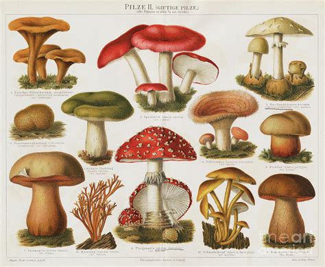 Different Types Of Poisonous Mushrooms by Bettmann