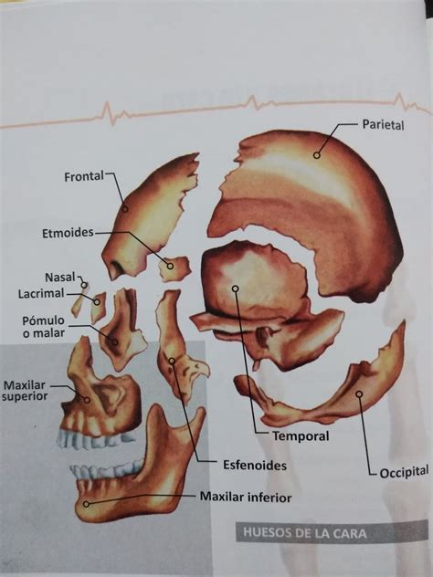 LOS HUESOS DEL CRÁNEO Y LA CARA