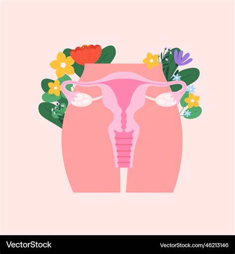 Female reproductive system poster women period Vector Image