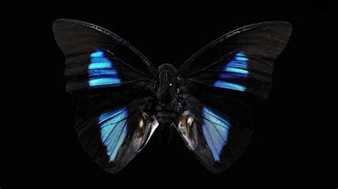 Black Butterfly Wallpapers - Wallpaper Cave