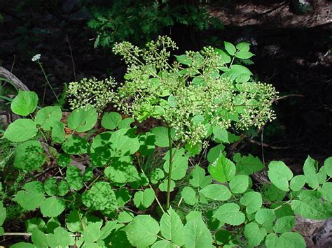 Vascular Plants of the Gila Wilderness-- Aralia racemosa subsp. bicrenata