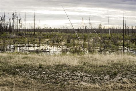 Swamp landscape under cloudy skies image - Free stock photo - Public ...