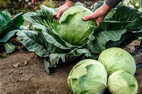 How To Grow Cabbage - Farmers' Almanac - Plan Your Day. Grow Your Life.