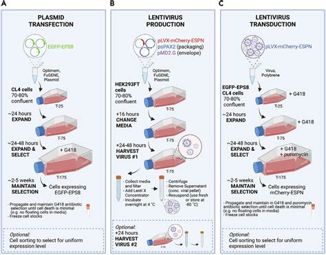 Workflow for creation of stable cells via plasmid transfection and... | Download Scientific Diagram