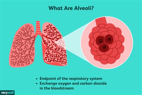 Alveoli: Structure, Function, and Disorders of the Lungs