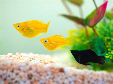 Pregnant Molly Fish: Beginners' Guide To Mating & Breeding