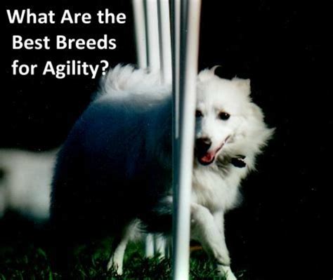 What are the Best Agility Dog Breeds? | PetHelpful